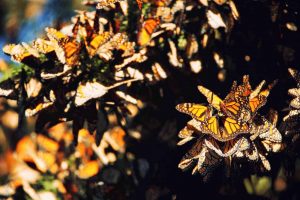 Monarch Butterflies image