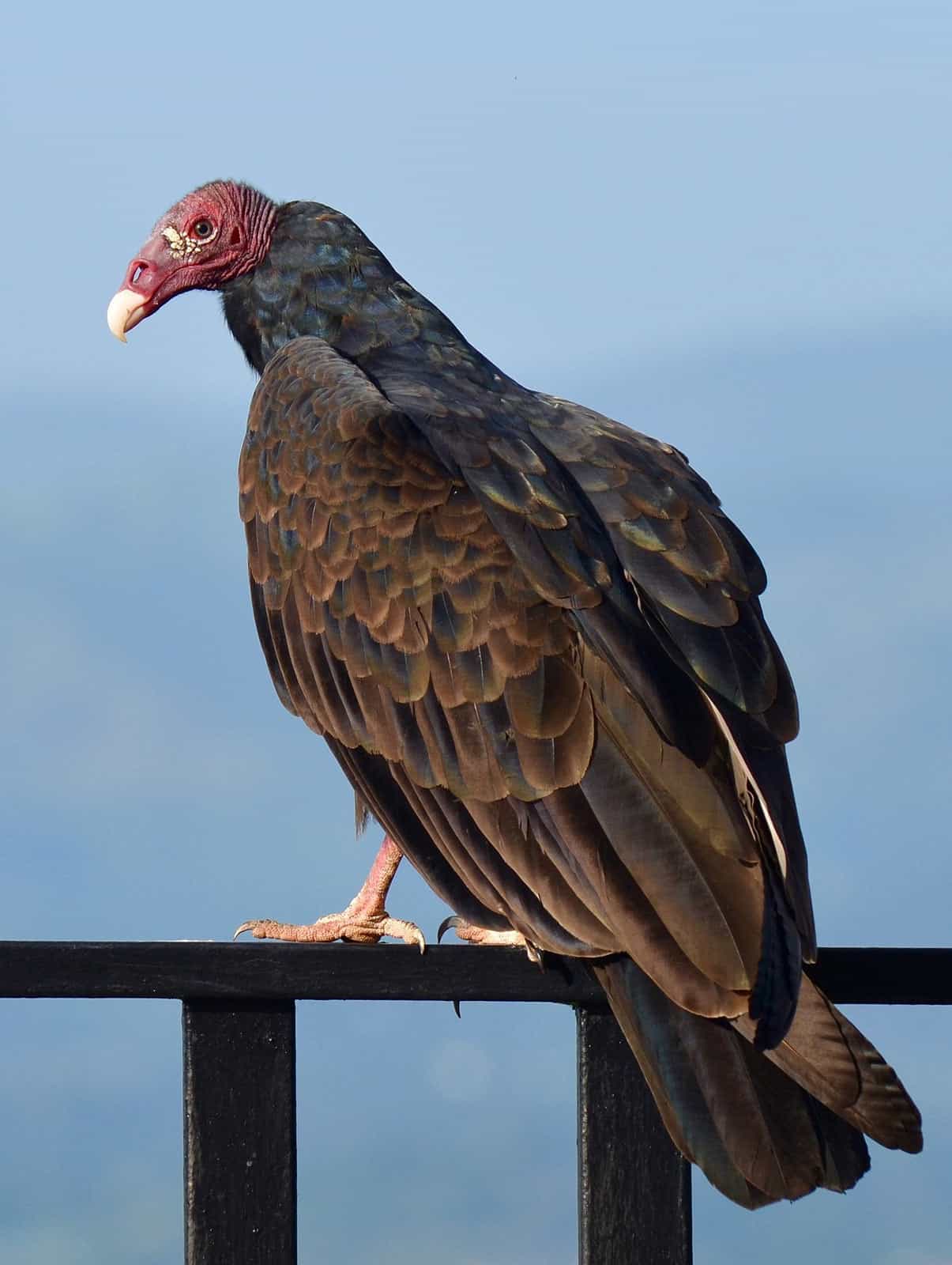 Want to scare everyone tonight? Why not dress up as a vulture? - Wilden - Kelowna Real Estate ...