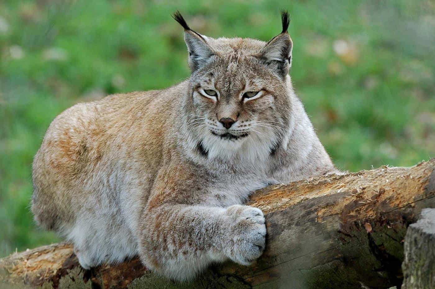 More of Canada's Majestic Wild Cats: The Lynx - Wilden - Kelowna Real