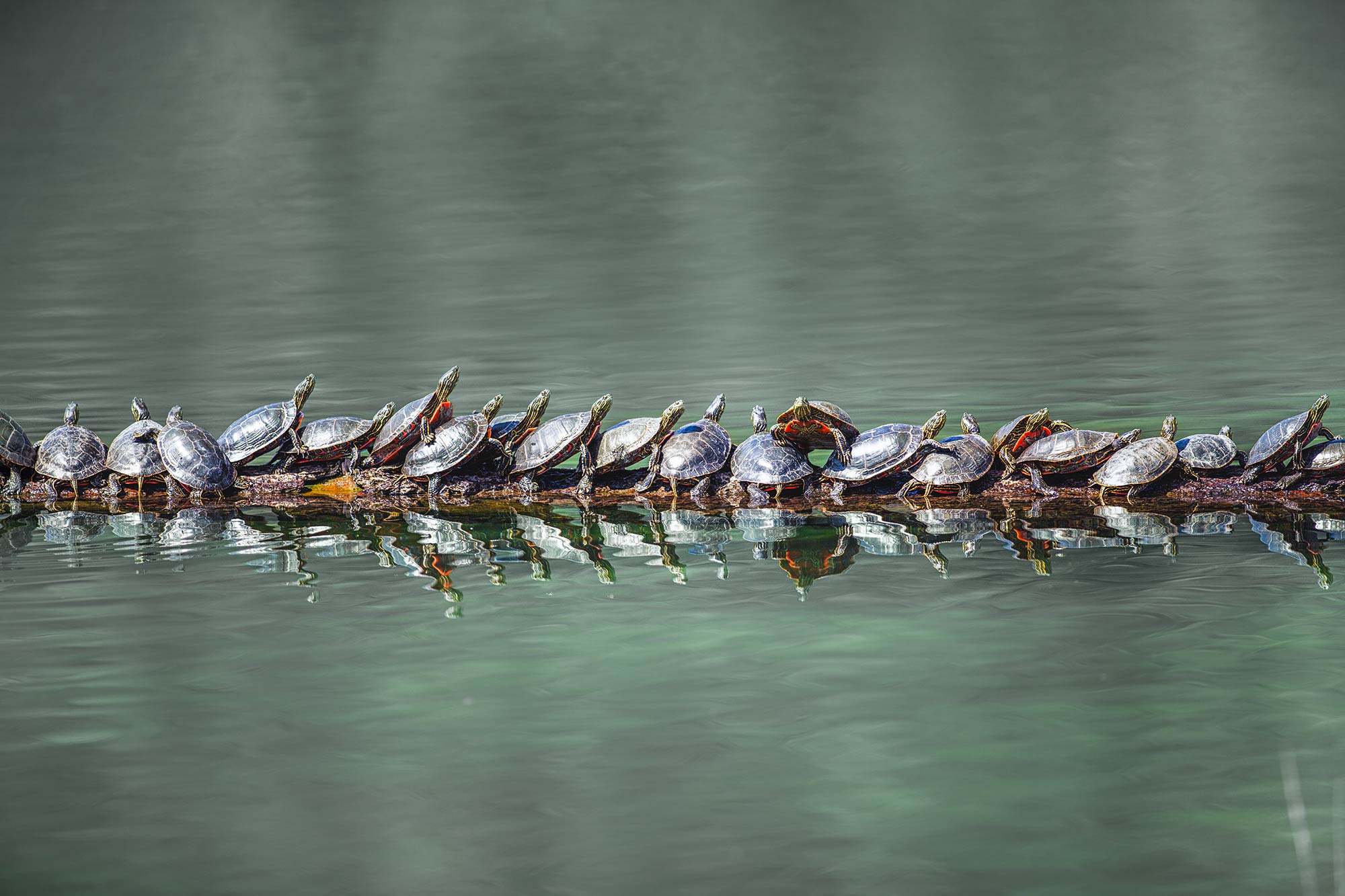 protecting-the-western-painted-turtle-in-wilden-kelowna-bc